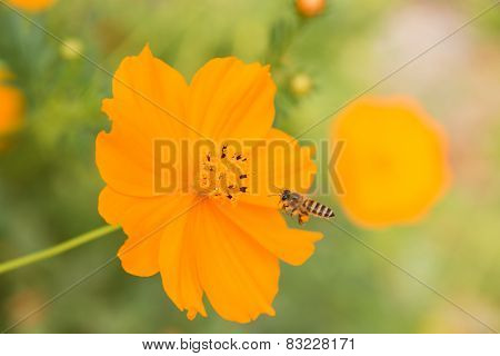 Bees And Flowers