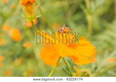Bees And Flowers