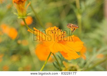 Bees And Flowers