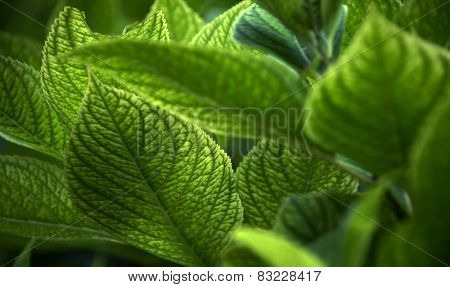 Green leaves background