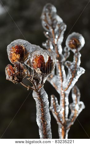 Crape Myrtle In Ice