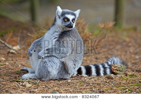 Lemur