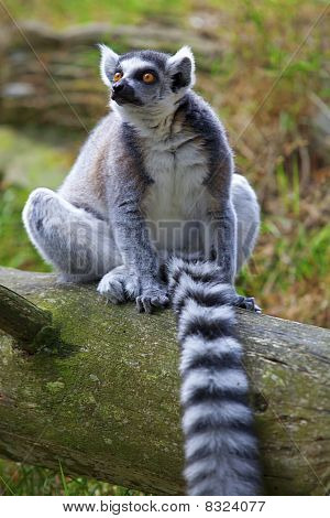 Lemur