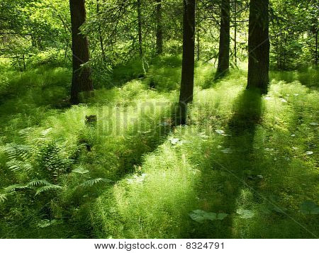 luces y sombras en el bosque