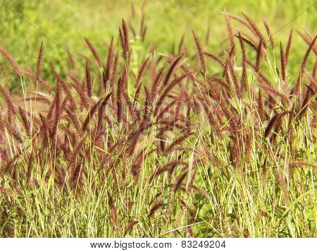 Flower Grass Background ,pennisetum Pedicellatum Trin