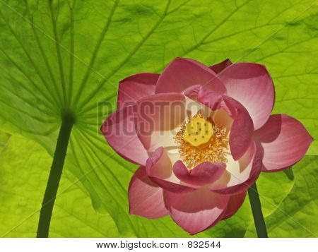 Lotus Covered Under Lotus Leaves
