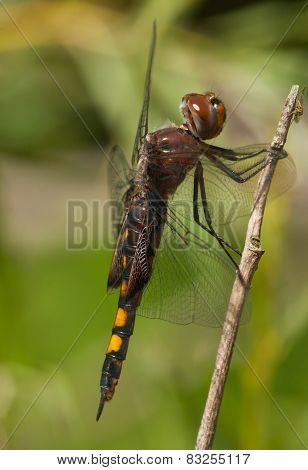 Black Saddlebags Dragonfly