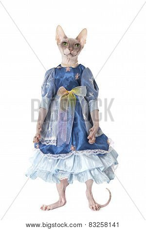 Hairless Don Sphinx Cat Dressed As A Doll