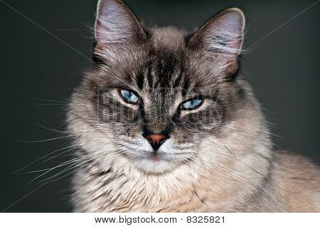 고양이 초상화
