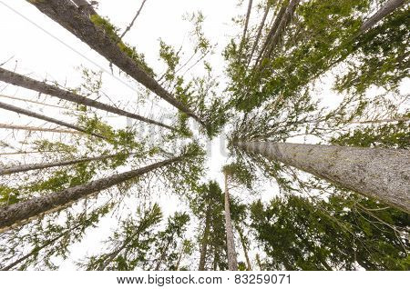 Trees in winter low view