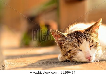 Stray cat