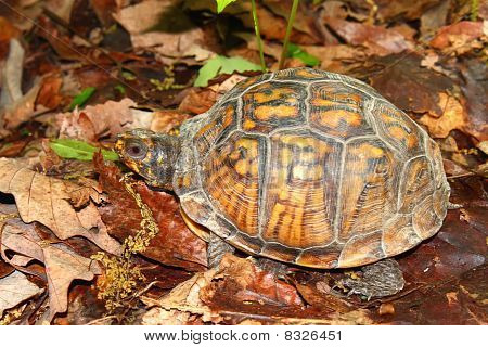 กล่องเต่า (Terrapene แคโรไลน่า)