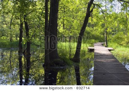 Feuchtgebiete Natur boardwalk