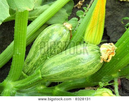 Nuoret squash vuoteet