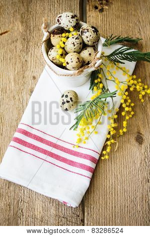 Spring Time, Yellow Mimosa Flowers