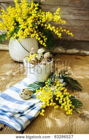 Spring Time, Yellow Mimosa Flowers