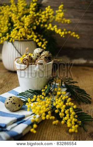 Spring Time, Yellow Mimosa Flowers