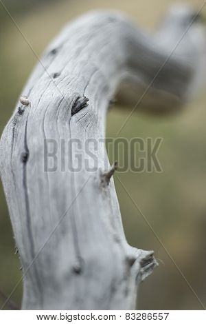 Dead branch