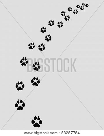 footprints of dog