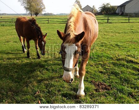 Horses On The Field