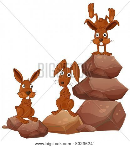 Illustration of three rabbits on the rocks