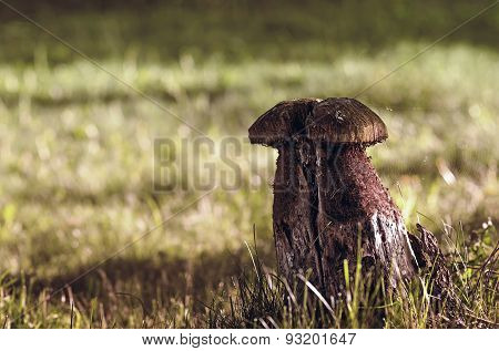Wooden Sculpture Of Mushroom