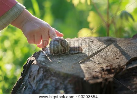 Preschooler Child Arm Touching Crawling On Tree Stump Edible Snail