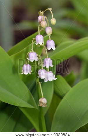 Lily-of-the-valley