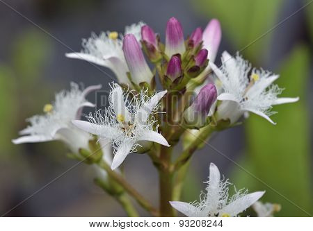 Bogbean