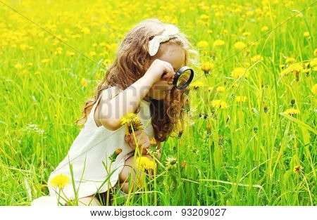 Little Girl Child Looking Through A Magnifying Glass On Yellow Dandelion Flowers