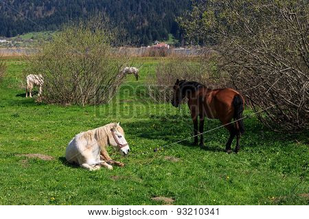 Horse In Meadow