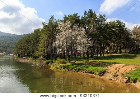 Lake In Forest