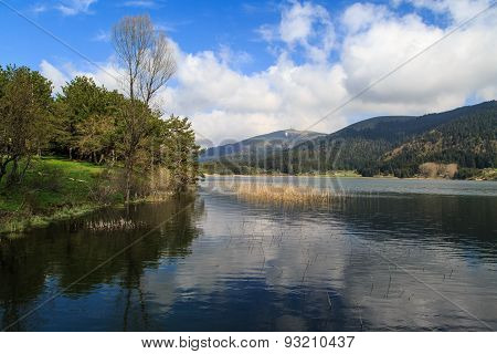 River Along Trees