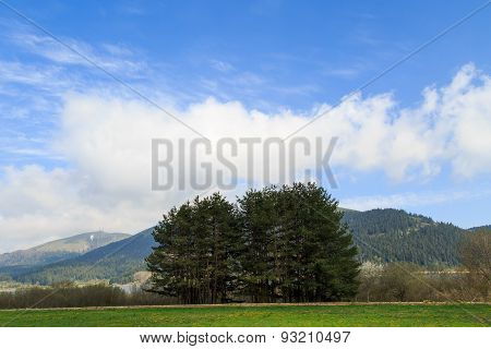 Tree View With Mountain