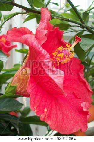 Red Hibiscus Flower