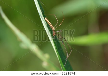 Long-jawed Orb Weaver Spider