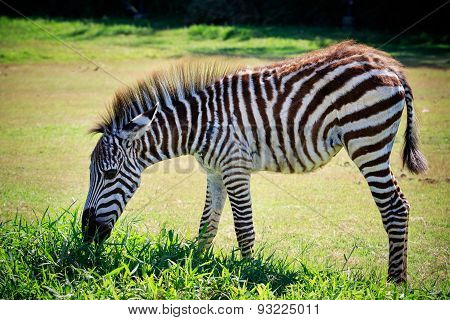 Full Body And Shown Beautiful Stripe Of Young Zebra Eating Green Grass In Open Field