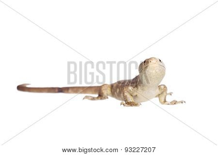 The Solomon Islands skink on white