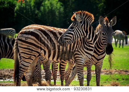 Wild Zebra Standing In Green Grass Field Against Beautiful Dusky Sky Use For Wild Life And Animals I
