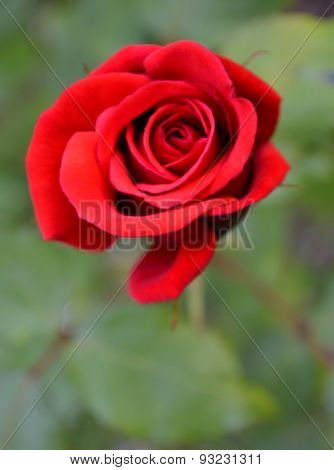 rose