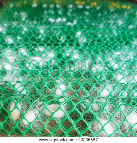 Frame With Silkworm Cocoons At A Silk Factory