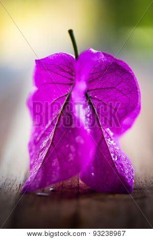 violet flower