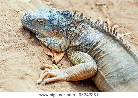Iguana Or Lizard On Yellow Sand