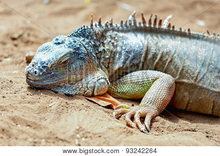 Iguana Or Lizard On Yellow Sand