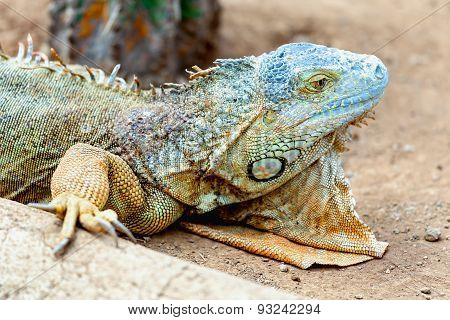 Closeup Of Iguana Or Lizard