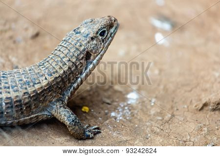 Lizard Or Lacertian Reptile