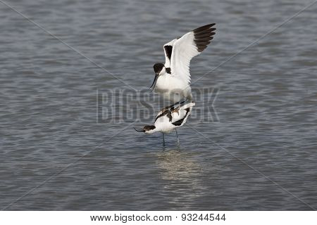 Pied avocets mating