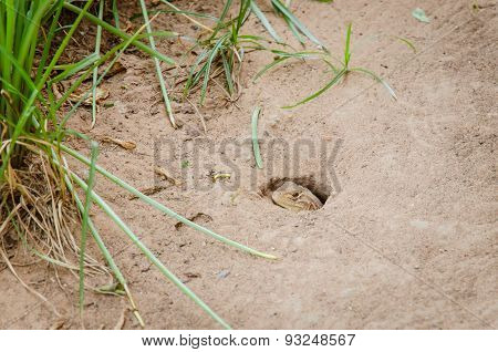 Butterfly Lizard