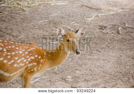 Chital Or Cheetal Deer (axis Axis)