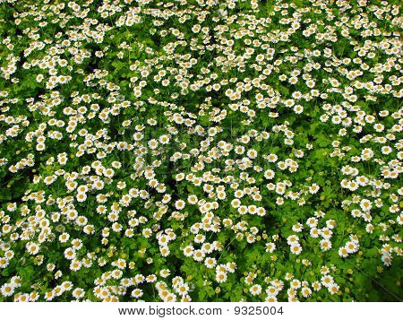 Camomiles